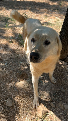 10 - KÖPEK