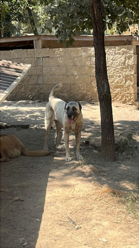 11 - KÖPEK