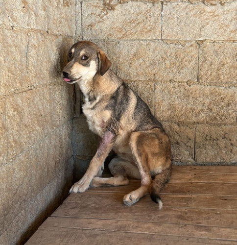 14 - KÖPEK