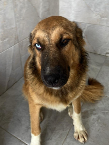 22 - KÖPEK