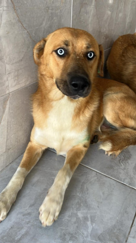 24 - KÖPEK