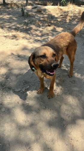 8 - KÖPEK
